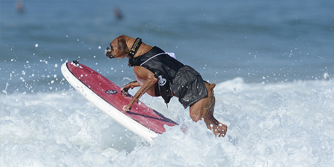 le-premier-concours-de-surf-pour-chien